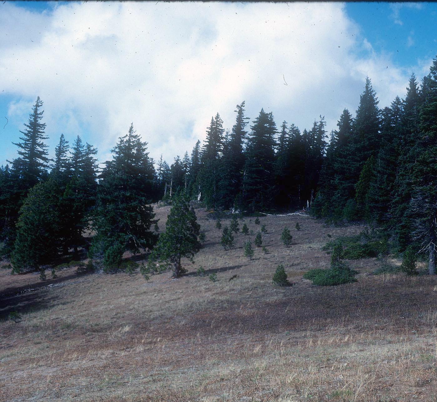 Cougar Butte new (3) 1979